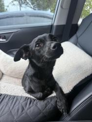 Found/Stray Male Dog last seen Tanner & Brystone, Houston, TX 77041