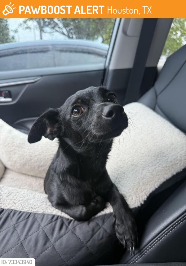 Found/Stray Male Dog last seen Tanner & Brystone, Houston, TX 77041