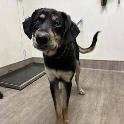 Shelter Stray Male Dog last seen , 361 S Raymond Ave, Pasadena, CA 91105, USA