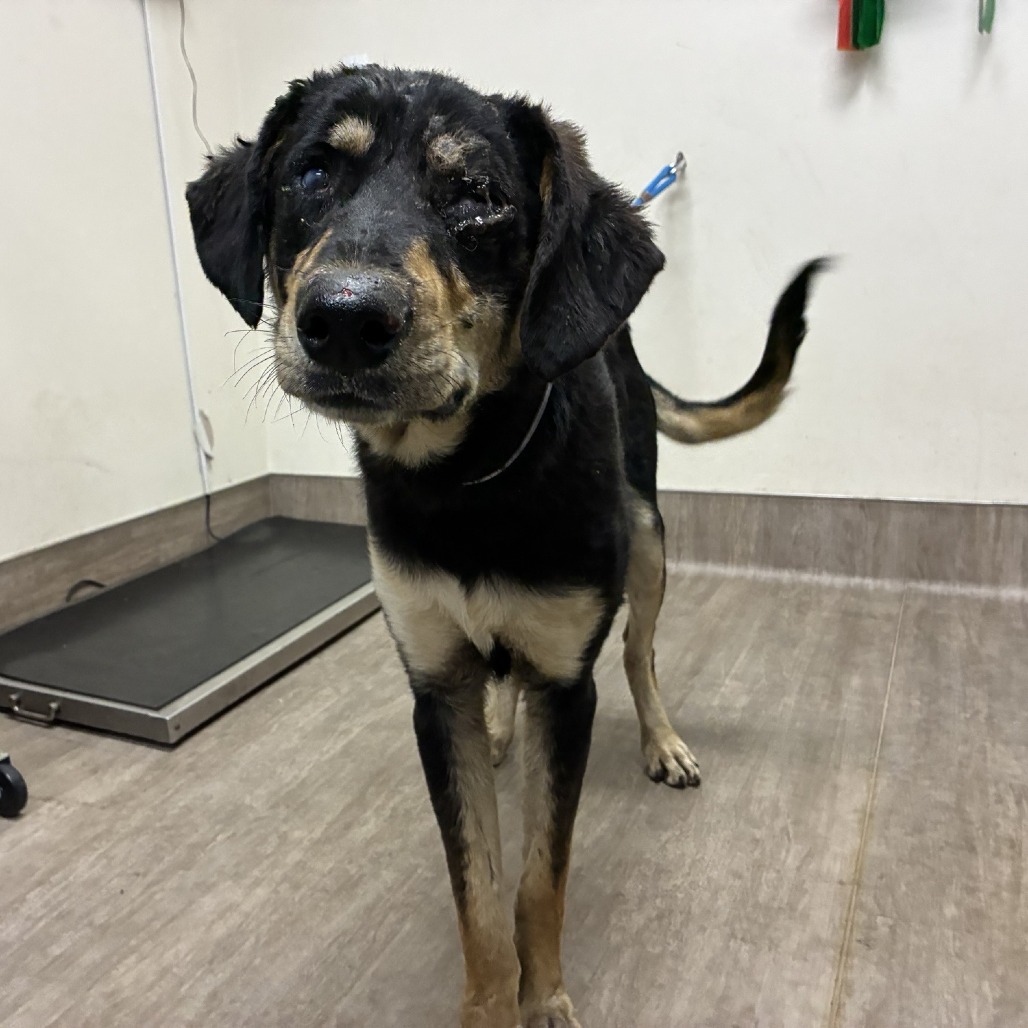Shelter Stray Male Dog last seen , 361 S Raymond Ave, Pasadena, CA 91105, USA