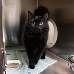 Shelter Stray Female Cat last seen , 361 S Raymond Ave, Pasadena, CA 91105, USA