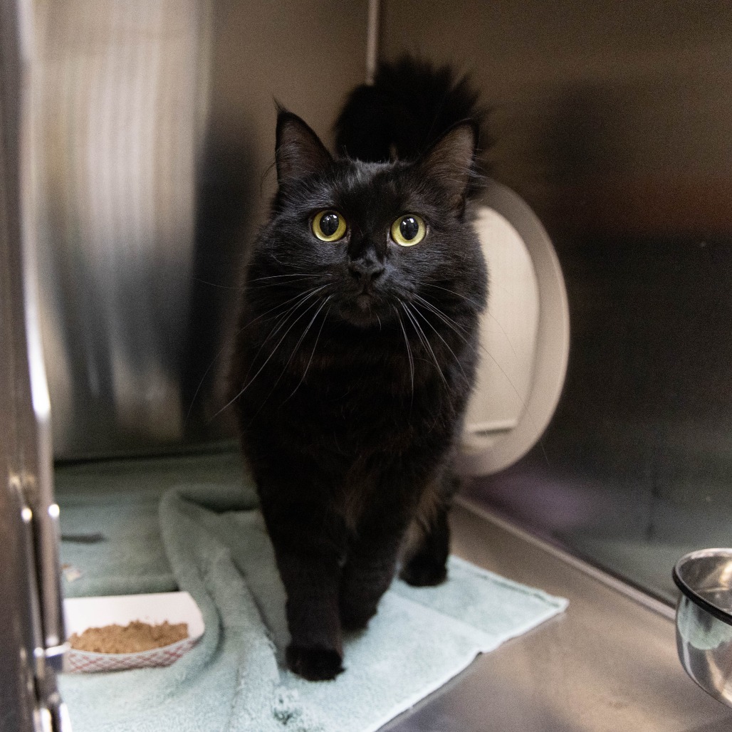 Shelter Stray Female Cat last seen , 361 S Raymond Ave, Pasadena, CA 91105, USA
