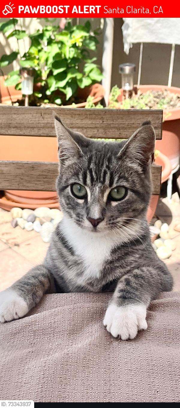 Lost Female Cat last seen Calle Daggett, Santa Clarita, CA 91390