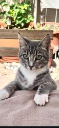 Lost Female Cat last seen Calle Daggett, Santa Clarita, CA 91390