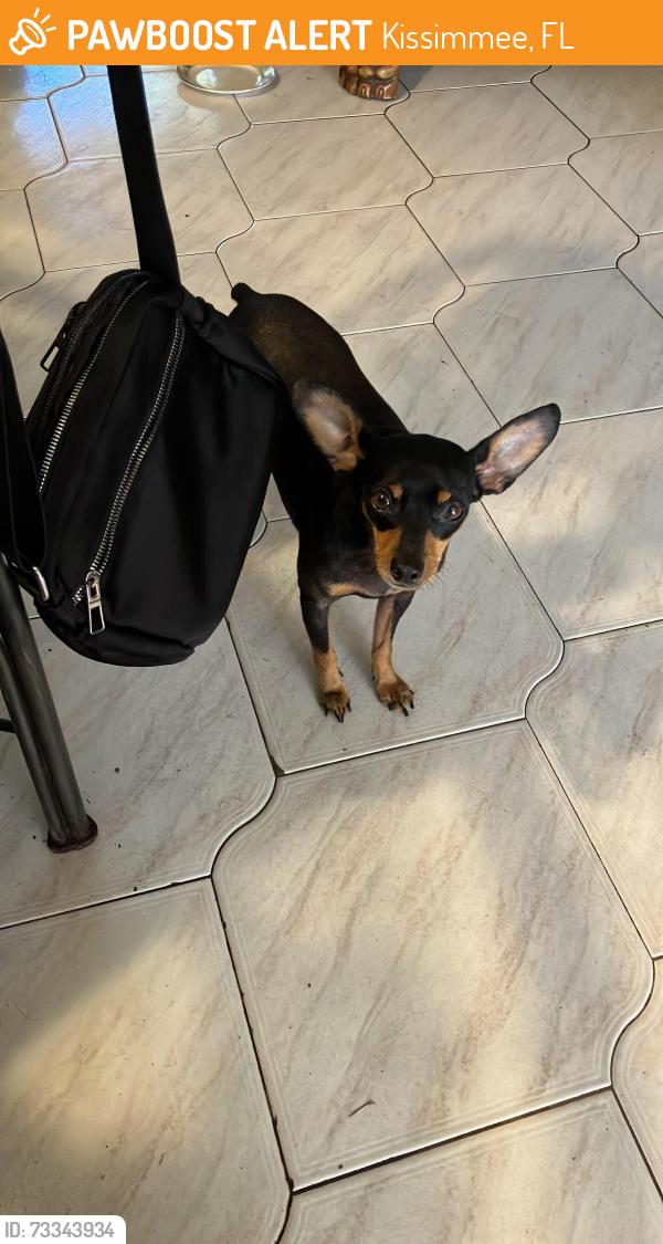 Found/Stray Male Dog last seen Near N Cheryl Ct Kissimmee, Kissimmee, FL 34744