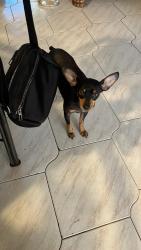 Found/Stray Male Dog last seen Near N Cheryl Ct Kissimmee, Kissimmee, FL 34744