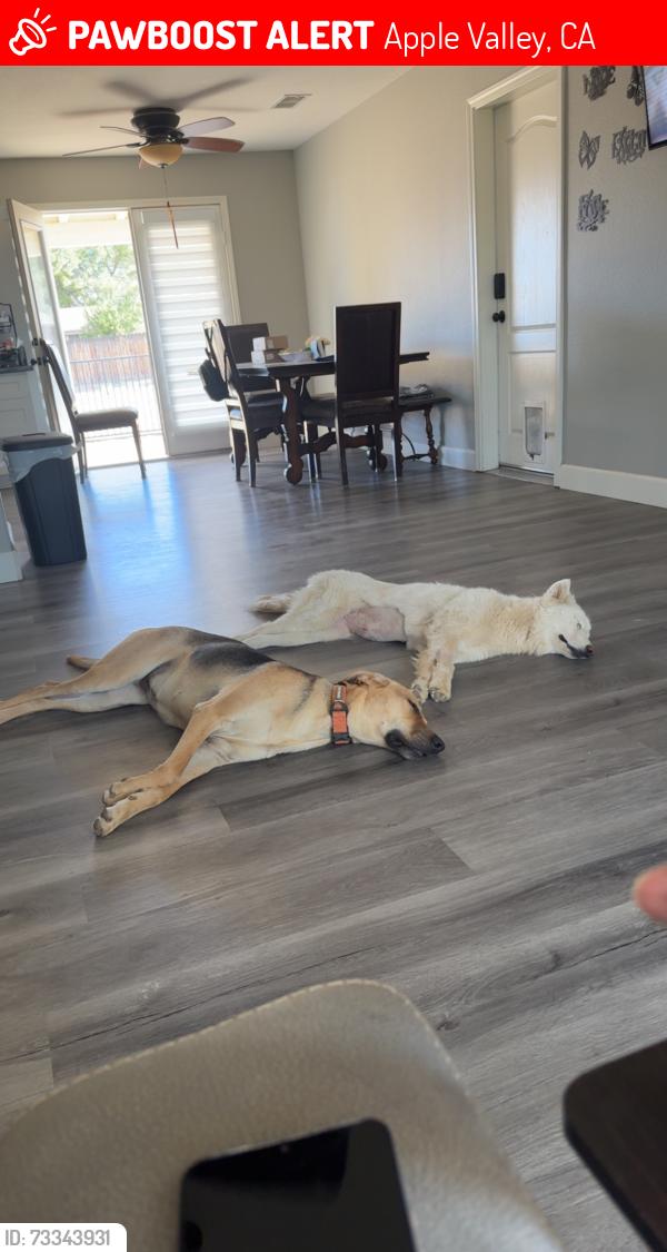 Lost Female Dog last seen Navajo and highway 18, Apple Valley, CA 92395