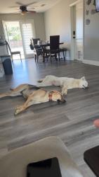 Lost Female Dog last seen Navajo and highway 18, Apple Valley, CA 92395