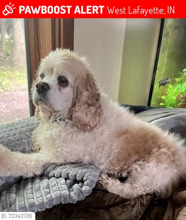 Lost Female Dog last seen Happy Hollow Drive, Sumac Drive, Happy Hollow Park, West Lafayette, IN 47906