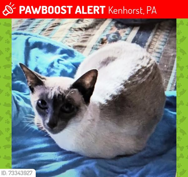 Lost Female Cat last seen Near LIBERTY AVE & JOHN GLEN BLVD & JOHN HANCOCK FIELD BETWEEN LIBERTY & NEW HOLLAND, Kenhorst, PA 19607