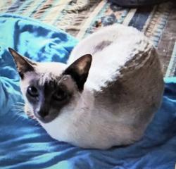 Lost Female Cat last seen Near LIBERTY AVE & JOHN GLEN BLVD & JOHN HANCOCK FIELD BETWEEN LIBERTY & NEW HOLLAND, Kenhorst, PA 19607