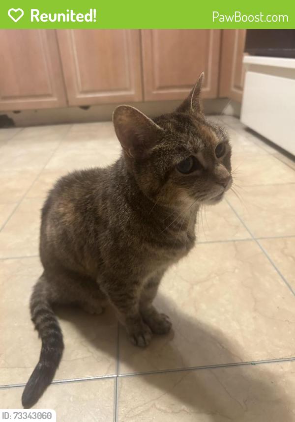 Reunited Female Cat last seen Stafford rd, Geauga County, OH 44023