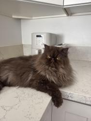 Reunited Female Cat last seen 4th, Hermosa Beach, CA 90254
