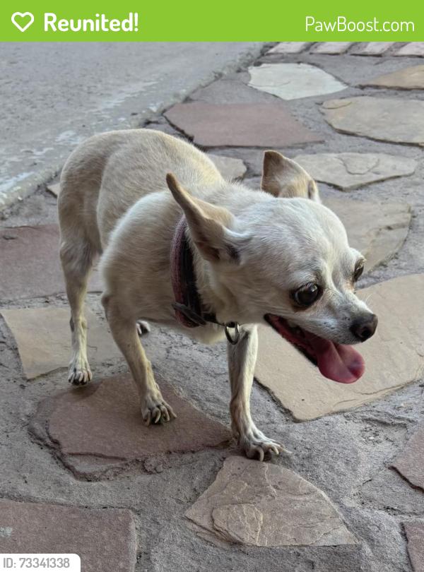 Reunited Female Dog last seen Valle Del Mar, Socorro, TX 79927