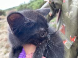 Reunited Female Cat last seen In the wood by the main road not near hses, East Winch, England 