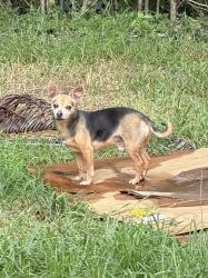 Reunited Male Dog last seen Killian High, Miami, FL 33176