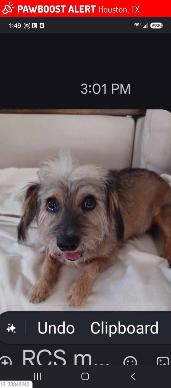 Lost Male Dog last seen Near block willowbend blvd Houston Tx, Houston, TX 77035
