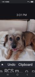 Lost Male Dog last seen Near block willowbend blvd Houston Tx, Houston, TX 77035