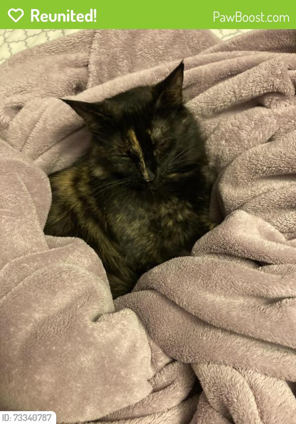 Reunited Female Cat last seen Horsethoot, Fort Collins, CO 80526