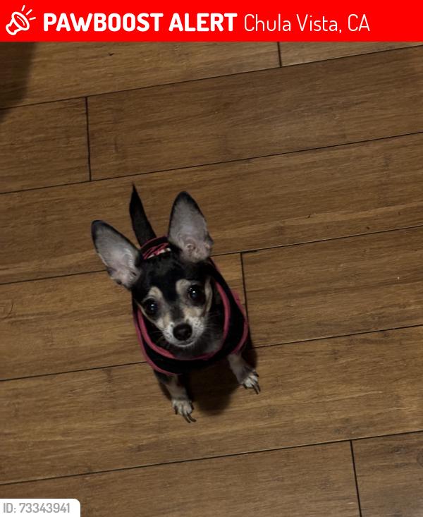 Lost Female Dog last seen South Bay Pentecostal church, Chula Vista, CA 91910