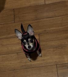 Lost Female Dog last seen South Bay Pentecostal church, Chula Vista, CA 91910