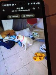 Lost Male Dog last seen Near and someset, Philadelphia, PA 19133