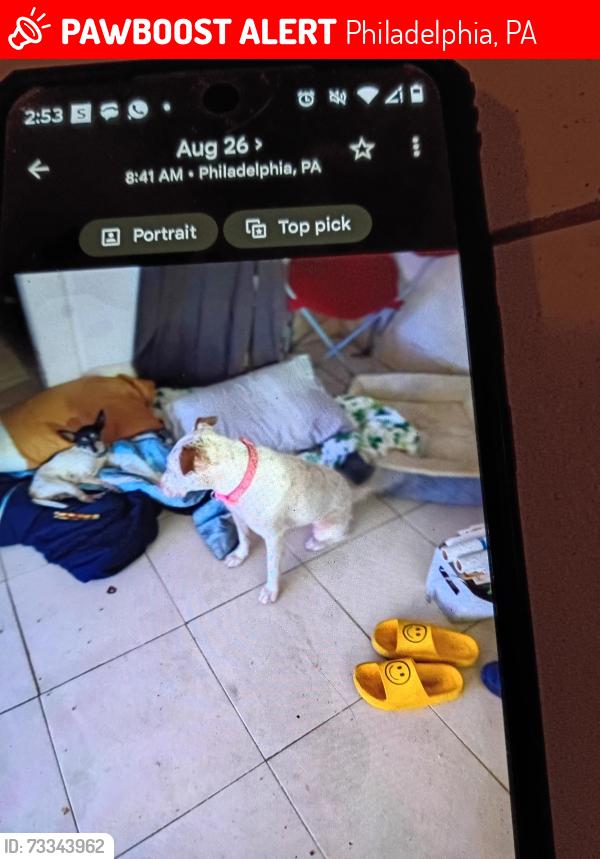 Lost Male Dog last seen Near and someset, Philadelphia, PA 19133