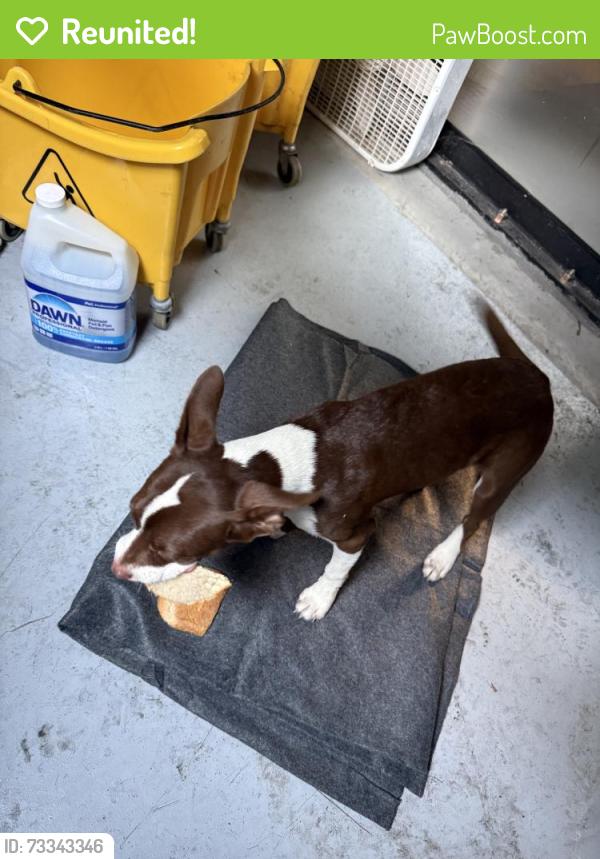 Reunited Female Dog last seen Near Scenic Hwy, Memphis, TN 38128, USA, Memphis, TN 38128