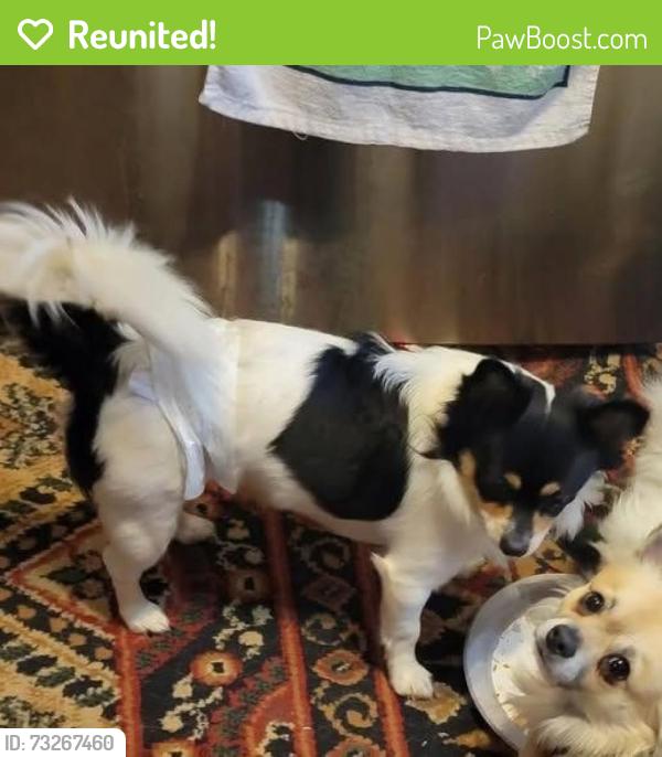 Reunited Male Dog last seen 13th st and 18th ave sw Cedar Rapids IA, Cedar Rapids, IA 52404