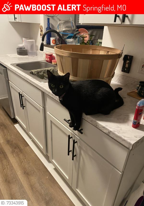 Lost Female Cat last seen Kearney and Glenstone, Springfield, MO 65803