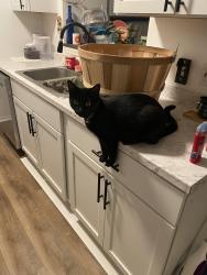 Lost Female Cat last seen Kearney and Glenstone, Springfield, MO 65803