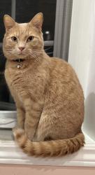 Reunited Male Cat last seen Near battleford road- building 15, Mississauga, ON L5N 3S1