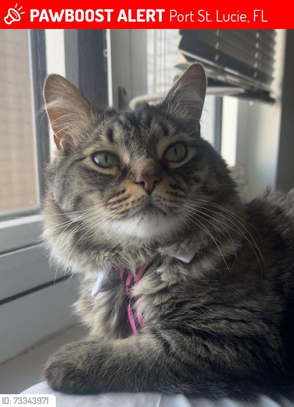 Lost Male Cat last seen Rosser blvd, Port St. Lucie, FL 34953