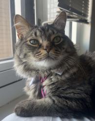 Lost Male Cat last seen Rosser blvd, Port St. Lucie, FL 34953