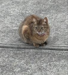 Lost Female Cat last seen Club Hill Dr. and Winged Thistle Ct., Raleigh, NC 27617