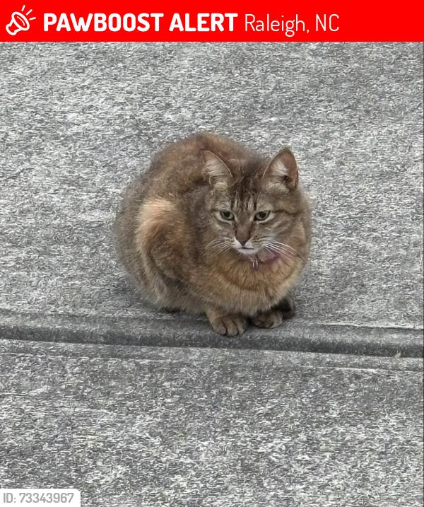 Lost Female Cat last seen Club Hill Dr. and Winged Thistle Ct., Raleigh, NC 27617