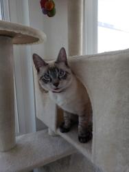 Lost Male Cat last seen Riverside Dr., Tarpon Springs, FL 34689
