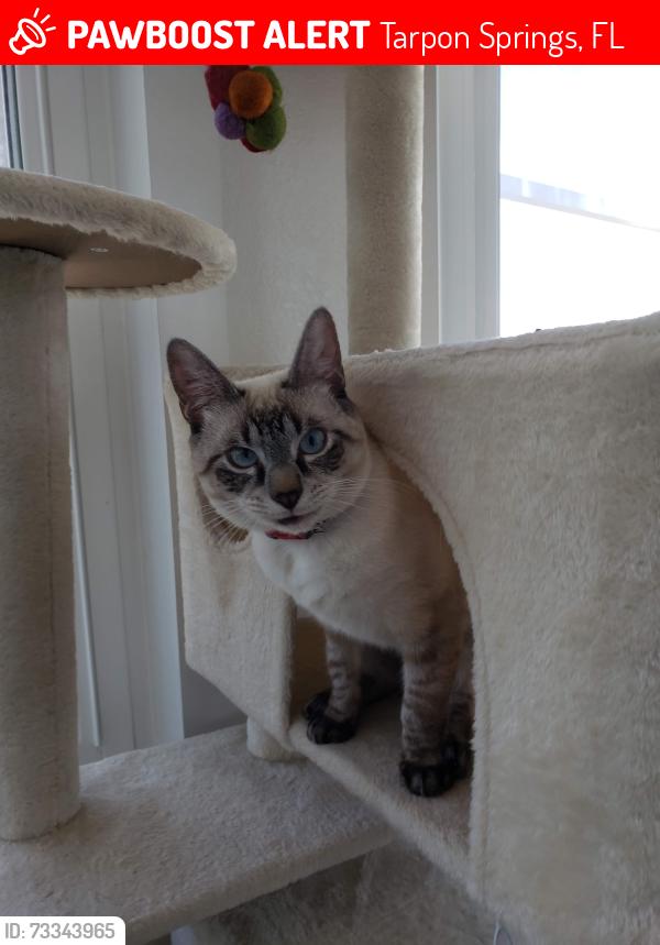 Lost Male Cat last seen Riverside Dr., Tarpon Springs, FL 34689