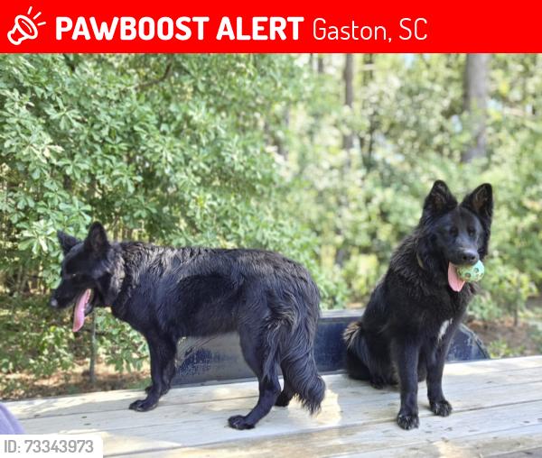 Lost Male Dog last seen My home, Gaston, SC 29053