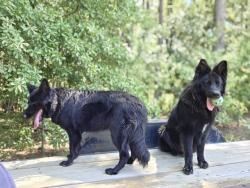 Lost Male Dog last seen My home, Gaston, SC 29053
