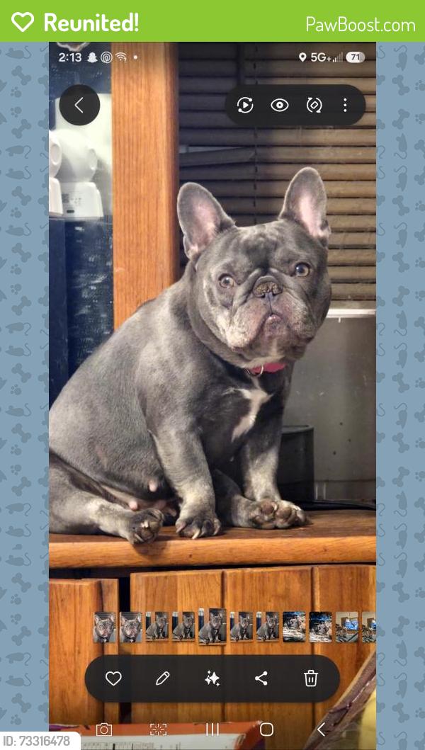 Reunited Female Dog last seen Publix, Lilburn, GA 30047