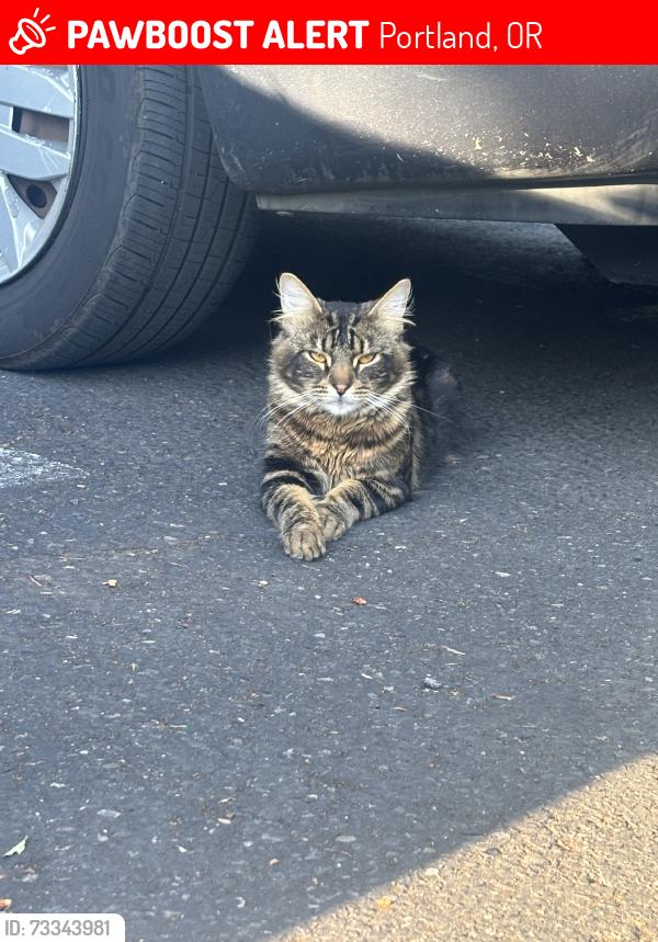 Lost Male Cat last seen Sandy blvd, Portland, OR 97230