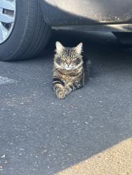 Lost Male Cat last seen Sandy blvd, Portland, OR 97230