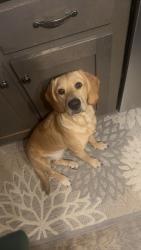 Lost Female Dog last seen Whiteheart school road, Ledford middle school and Ledford high school, Bonnie Regan rd Thomasville, Thomasville, NC 27360