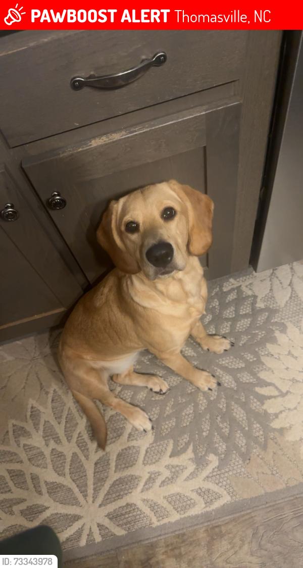 Lost Female Dog last seen Whiteheart school road, Ledford middle school and Ledford high school, Bonnie Regan rd Thomasville, Thomasville, NC 27360