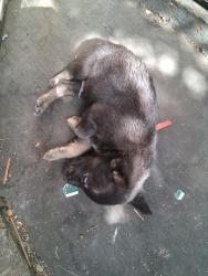 Lost Unknown Dog last seen 53rd st and denker, Los Angeles, CA 90062
