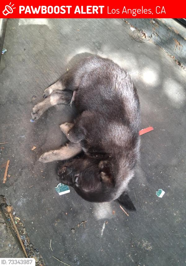 Lost Unknown Dog last seen 53rd st and denker, Los Angeles, CA 90062