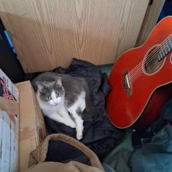 Lost Female Cat last seen Richwood high school, Peoria, IL 61603