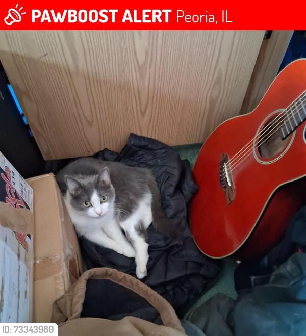 Lost Female Cat last seen Richwood high school, Peoria, IL 61603