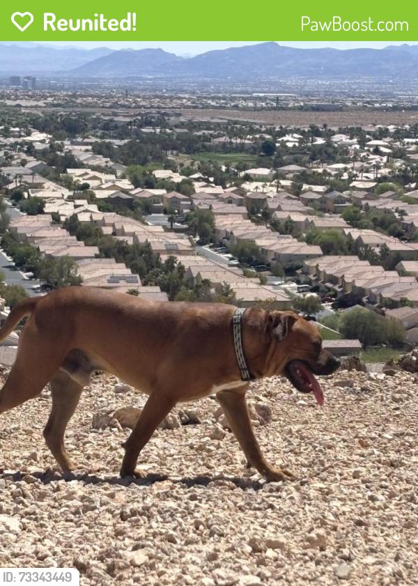 Reunited Male Dog last seen Near Ridgeville St, Las Vegas, NV 89103, USA, Las Vegas, NV 89103